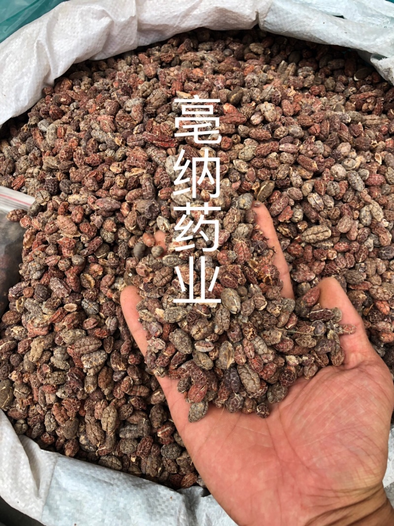 砂仁米1公斤起批砂仁米大货批发手剥砂仁米