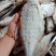 清远北江河鱼干