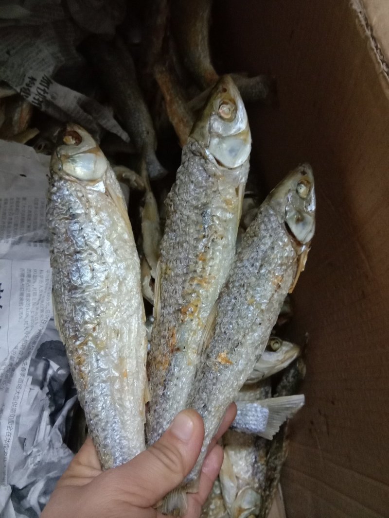 清远北江河鱼干