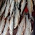 清远北江河鱼干