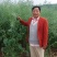杂交油菜种子甘蓝型油菜籽榨油专用种包邮