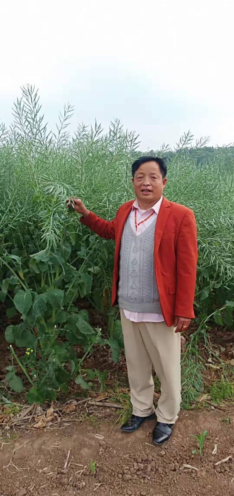 杂交油菜种子甘蓝型油菜籽榨油专用种包邮