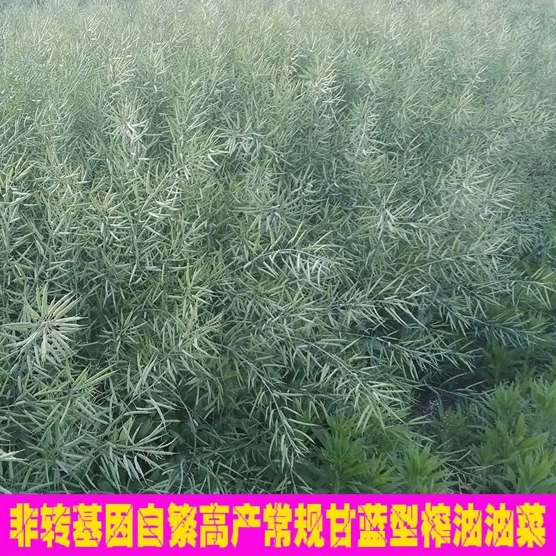 杂交油菜种子甘蓝型油菜籽榨油专用种包邮