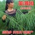 杂交油菜种子甘蓝型油菜籽榨油专用种包邮