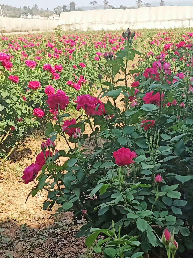云南食用玫瑰苗墨红基地直发量大从优可做玫瑰花茶