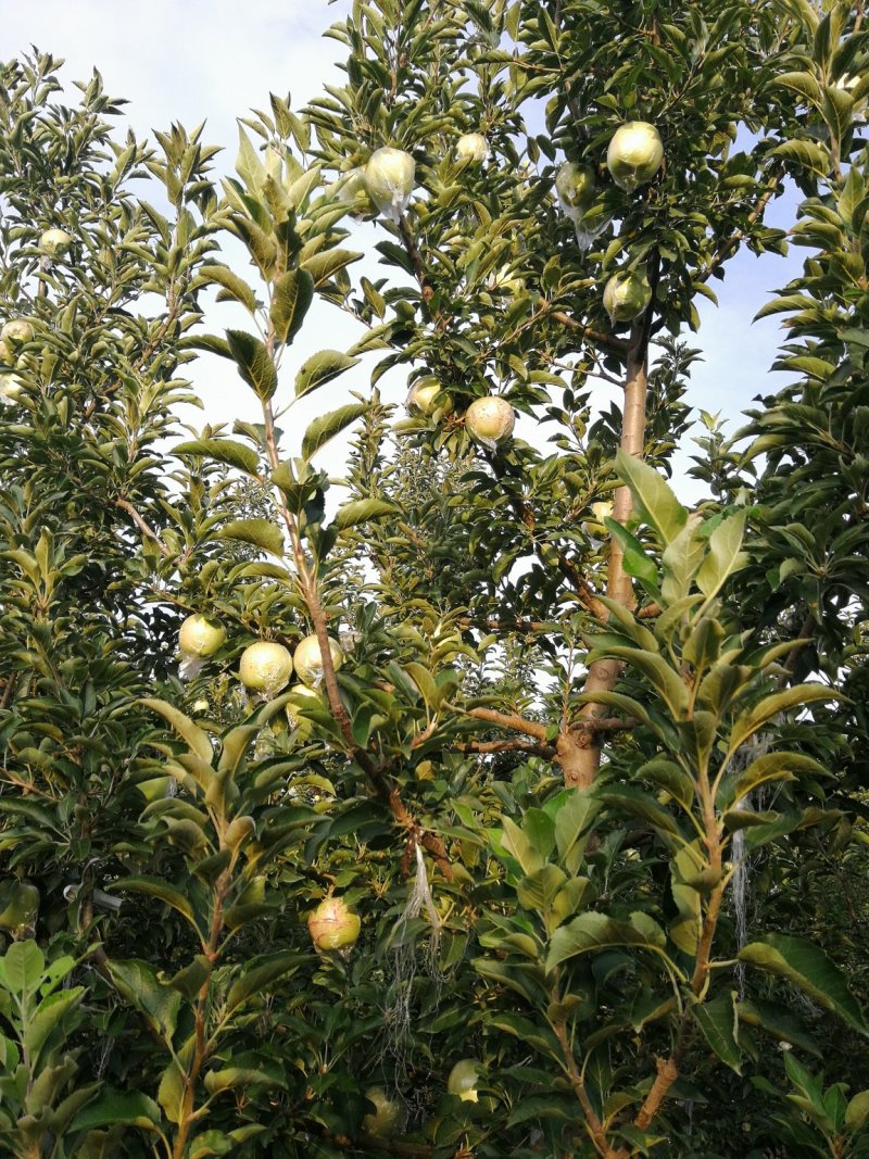 苹果