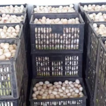 大量供应赞皇土鸡笨鸡蛋