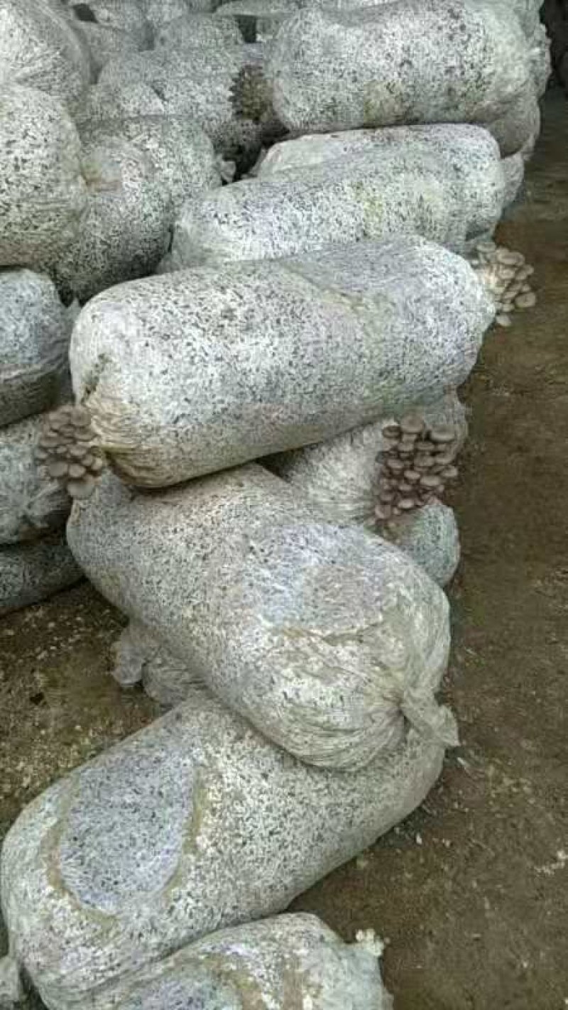 平菇菌种菌棒菌包，抗病，抗虫，高产