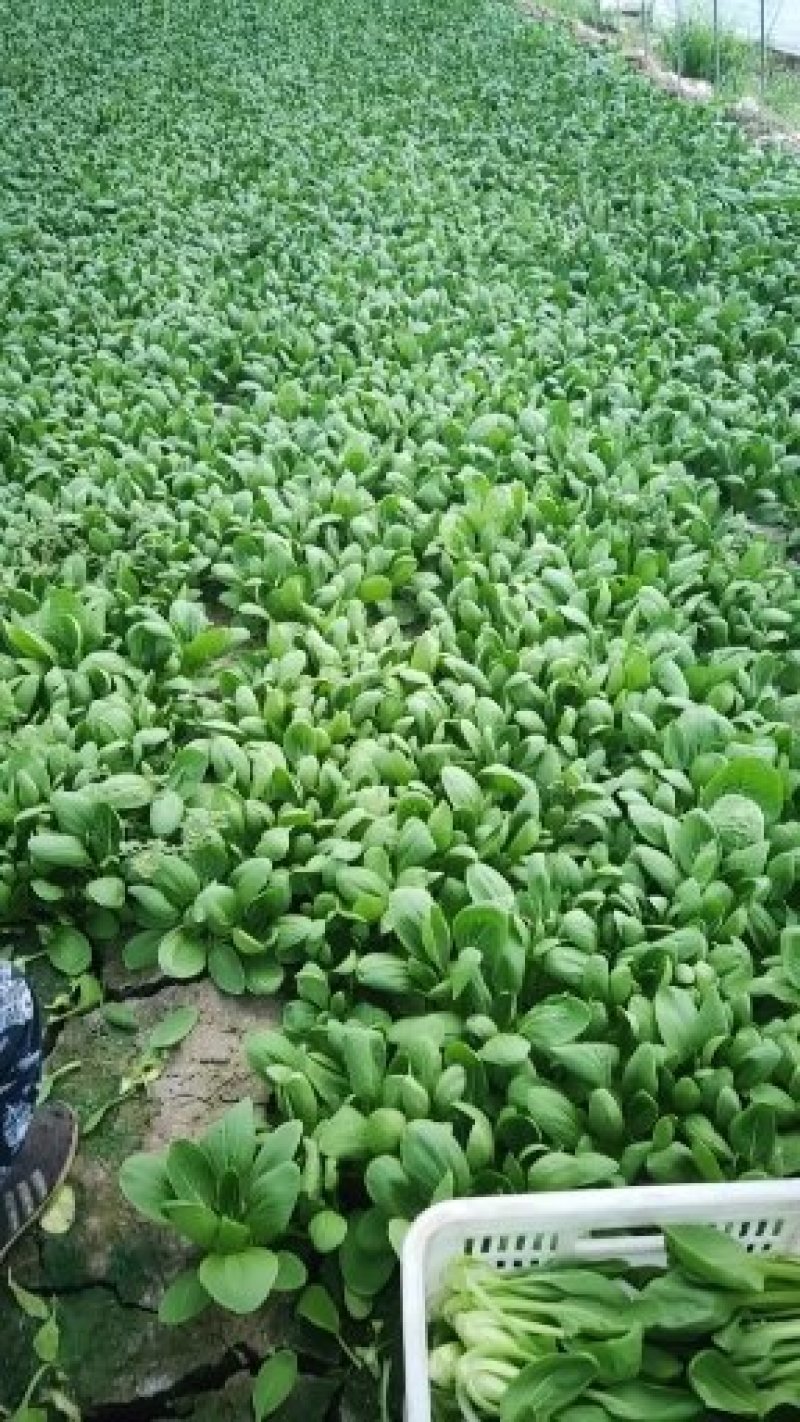 长期供应，永不断货。保证质量