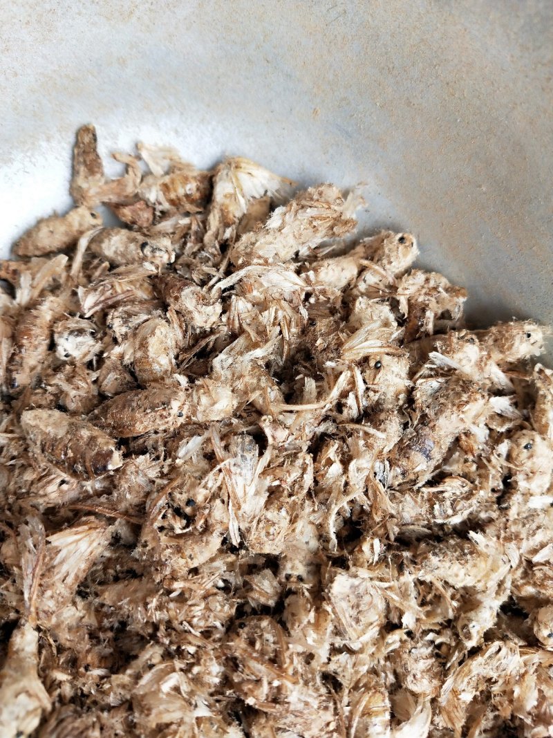 雄蚕蛾一公斤包邮免费打粉