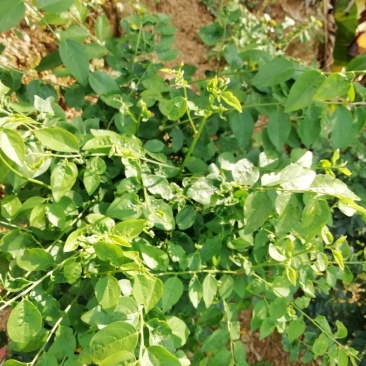 新鲜树仔菜云南野菜守宫木现越南甜菜南洋菜野菜现摘现发货