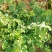 新鲜树仔菜云南野菜守宫木现越南甜菜南洋菜野菜现摘现发货