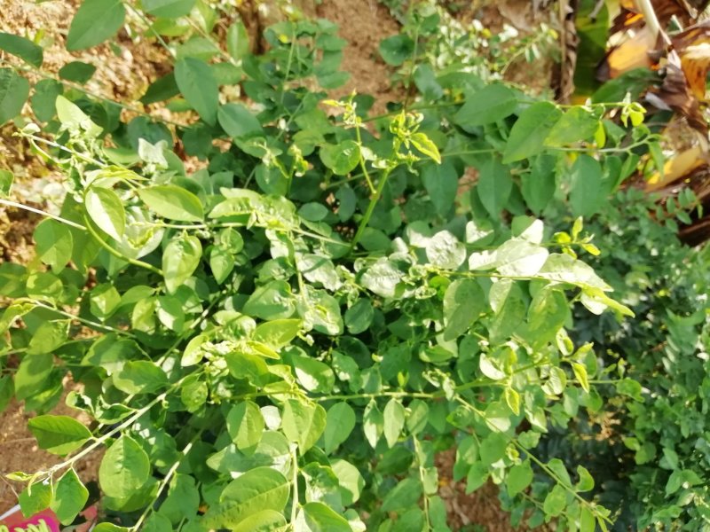 新鲜树仔菜云南野菜守宫木现越南甜菜南洋菜野菜现摘现发货