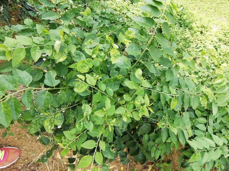 新鲜树仔菜云南野菜守宫木现越南甜菜南洋菜野菜现摘现发货