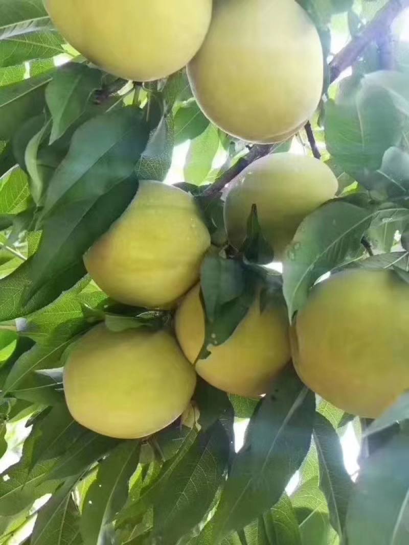 当年桃树苗嫁接出售，