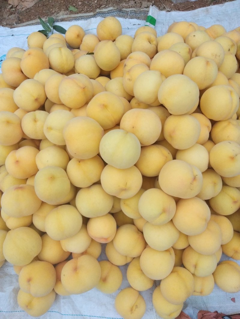 蒙阴小花黄桃