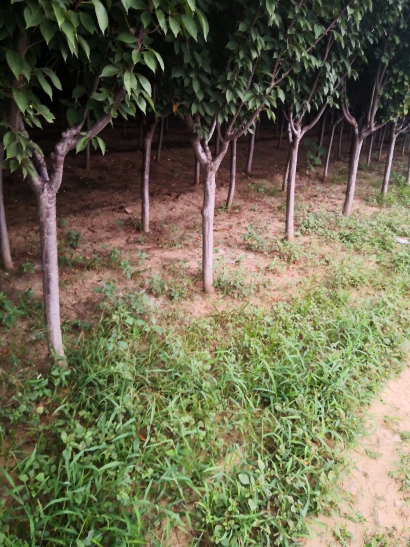 樱花树，各种规格都有，4-15公分。