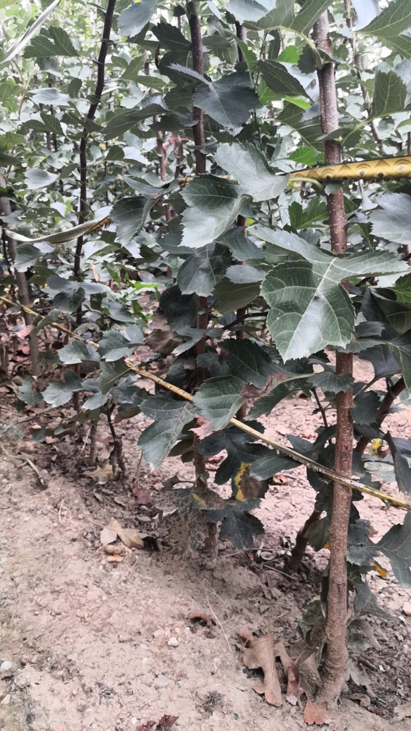 山楂树苗60-70cm地裁苗山东泰安苗木批发基地