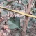 山楂树苗60-70cm地裁苗山东泰安苗木批发基地