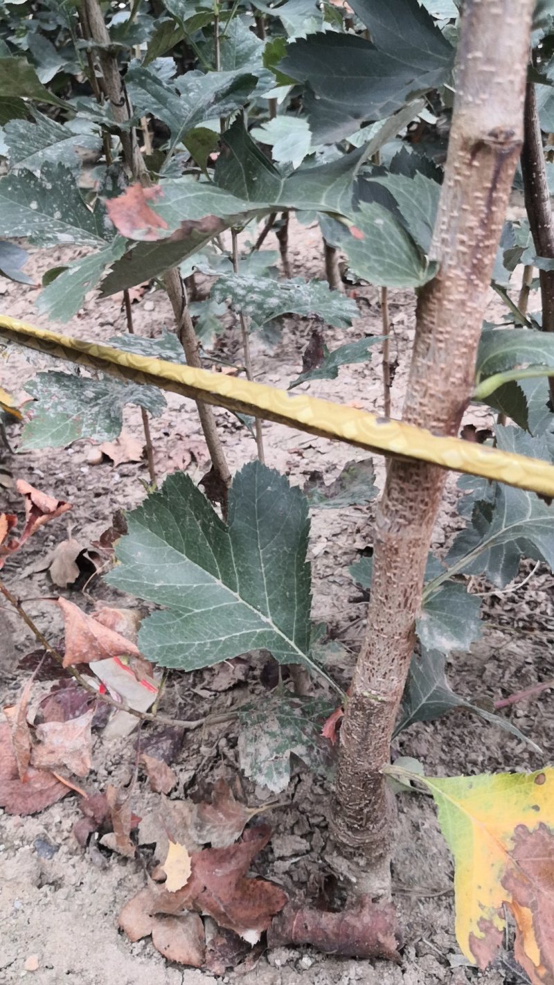 山楂树苗60-70cm地裁苗山东泰安苗木批发基地