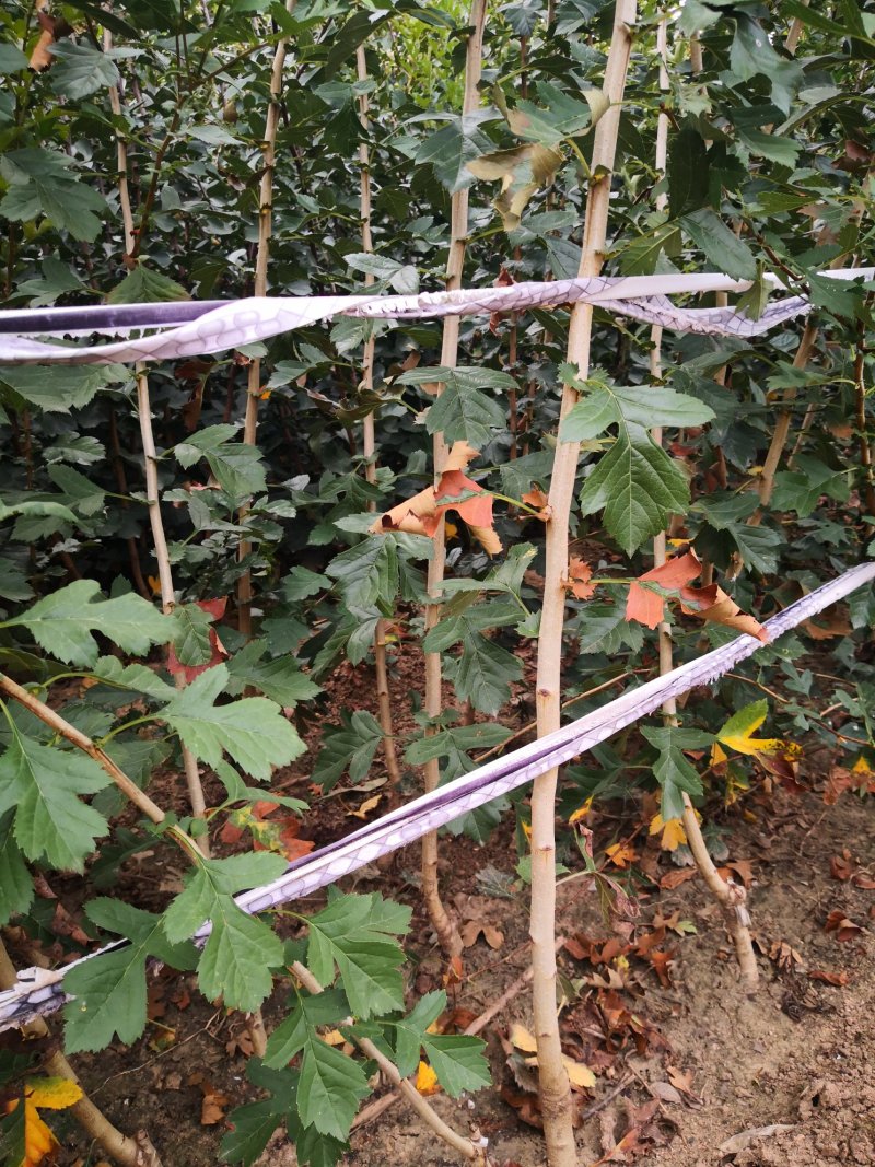 山楂树苗60-70cm地裁苗山东泰安苗木批发基地