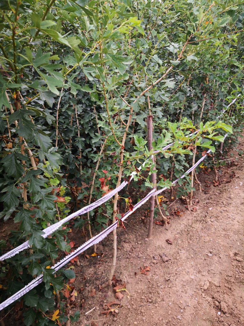 山楂树苗60-70cm地裁苗山东泰安苗木批发基地