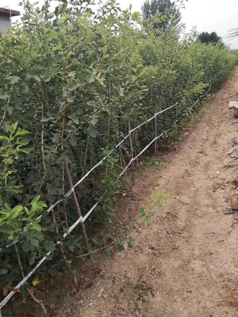 山楂树苗60-70cm地裁苗山东泰安苗木批发基地
