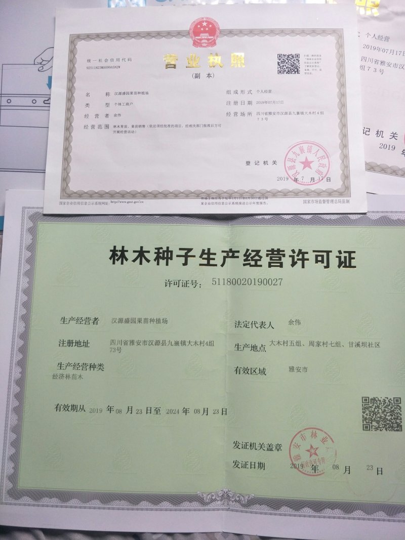 樱桃苗玛瑙红、黑珍珠樱桃苗，根系发达成活率高。