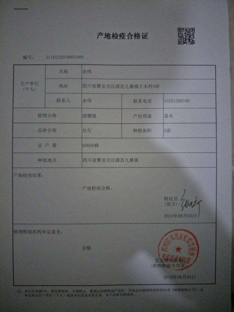 大樱桃树苗1到2年苗，提供技术，基地直发欢迎看货