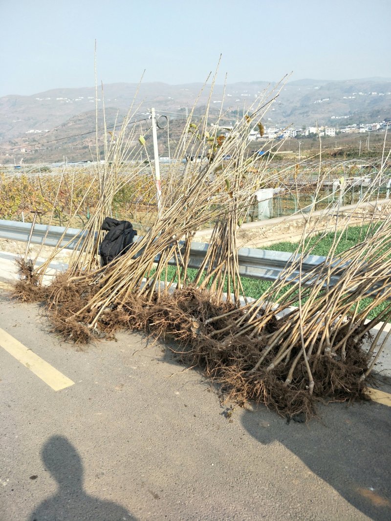大樱桃树苗1到2年苗，提供技术，基地直发欢迎看货