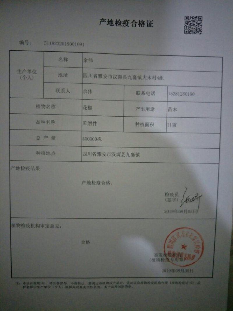 花椒苗汉源贡椒花椒苗1～2年苗，根系发达，成活率高