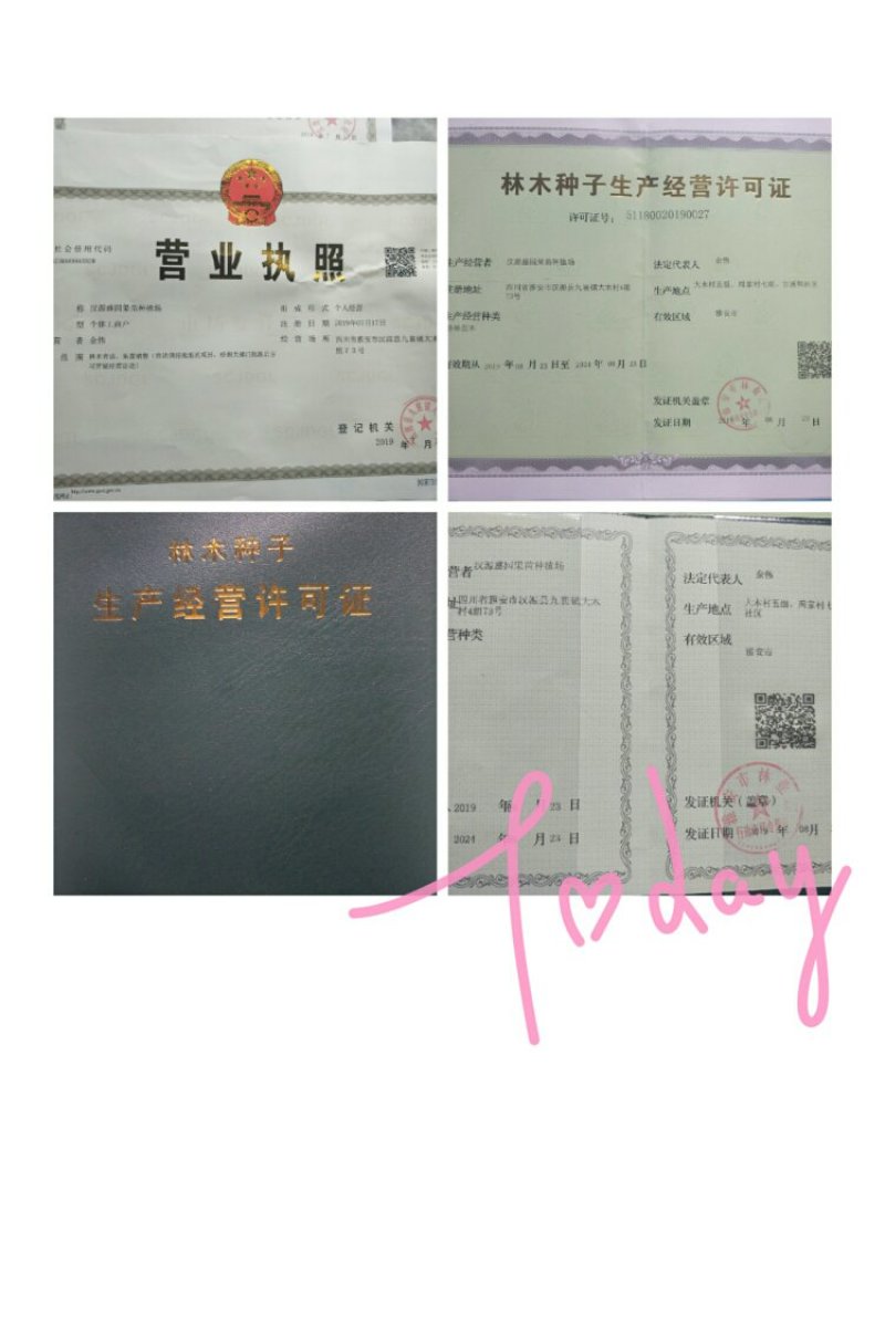 花椒苗汉源贡椒花椒苗1～2年苗，根系发达，成活率高