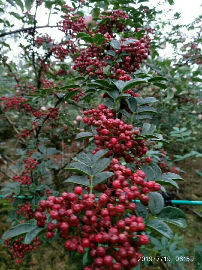 花椒苗汉源贡椒花椒苗1～2年苗，根系发达，成活率高