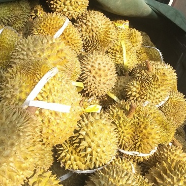 收榴莲熟果