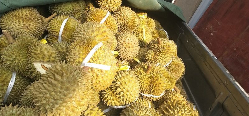 收榴莲熟果