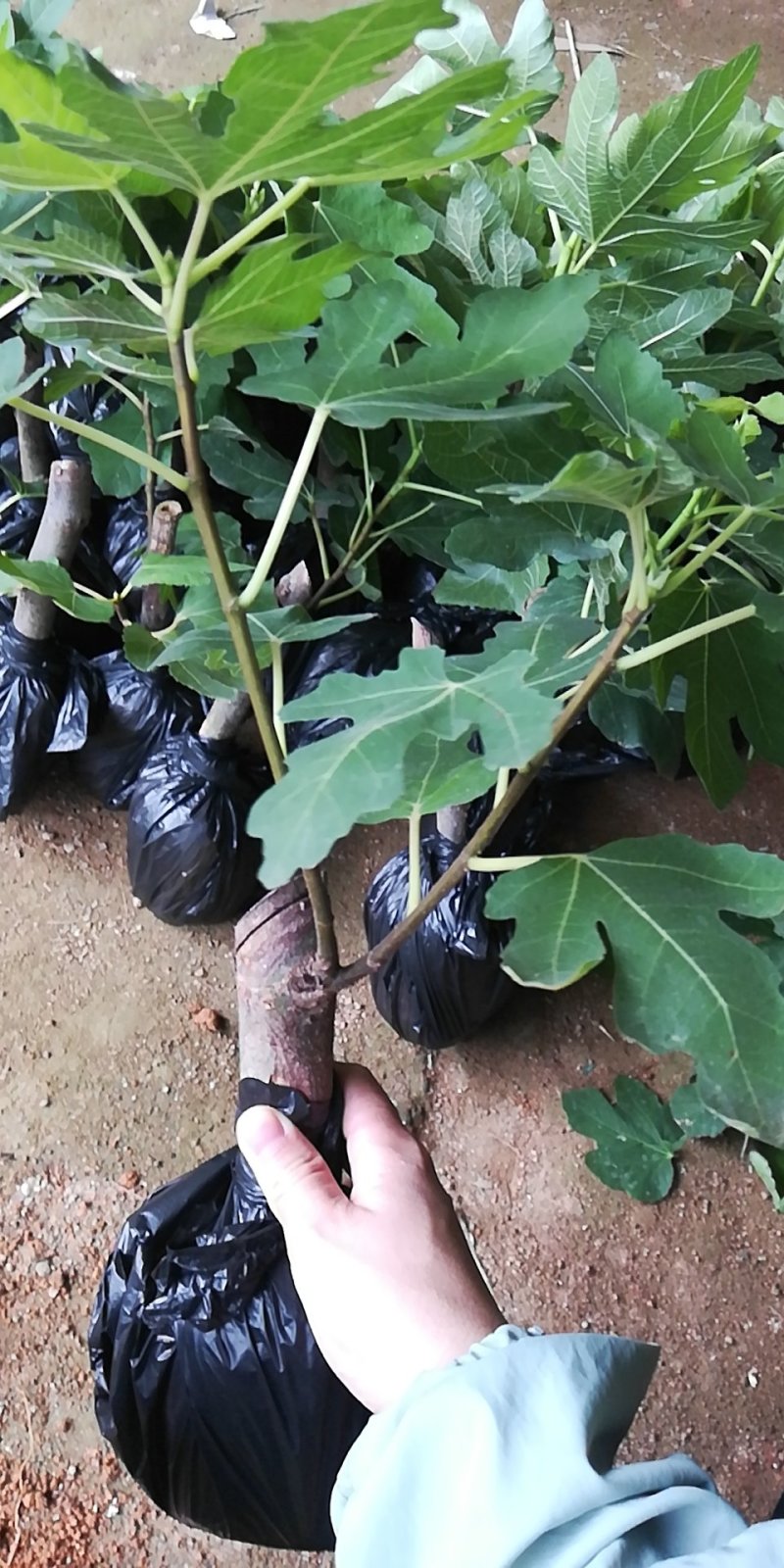 波姬红无花果苗，品质保证营养杯苗