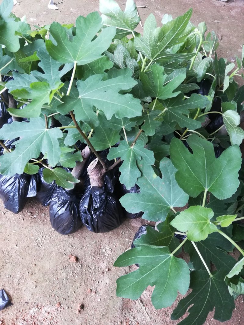 波姬红无花果苗，品质保证营养杯苗