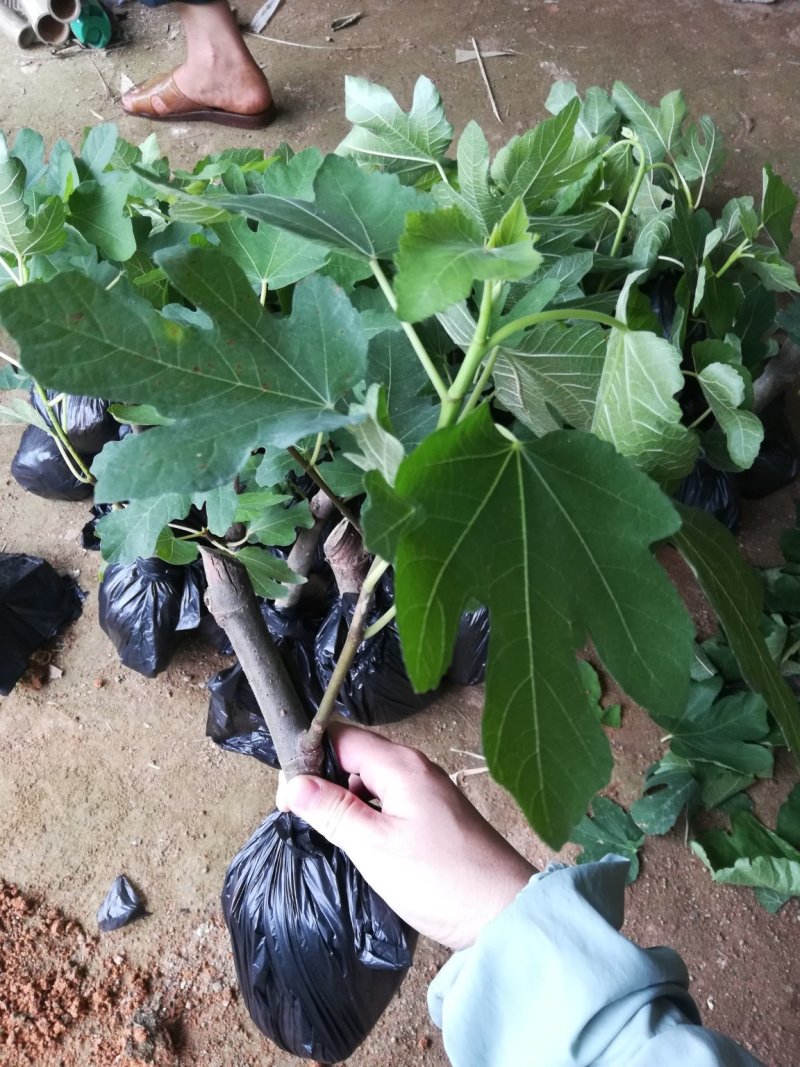 波姬红无花果苗，品质保证营养杯苗