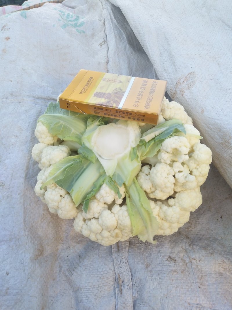 散花，全国的散花在这里汇聚，品类齐全，保质保量，