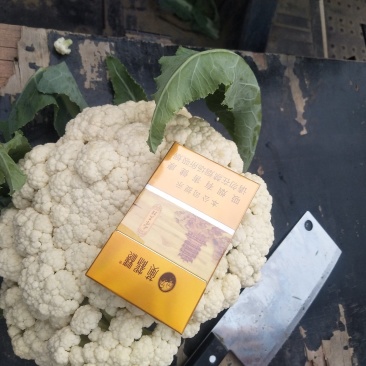 散花，全国的散花在这里汇聚，品类齐全，保质保量，