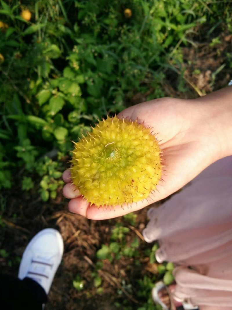 大量出售良种刺梨
