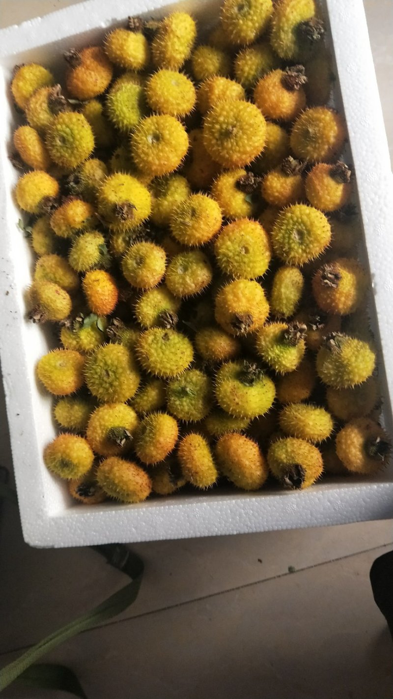 大量出售良种刺梨