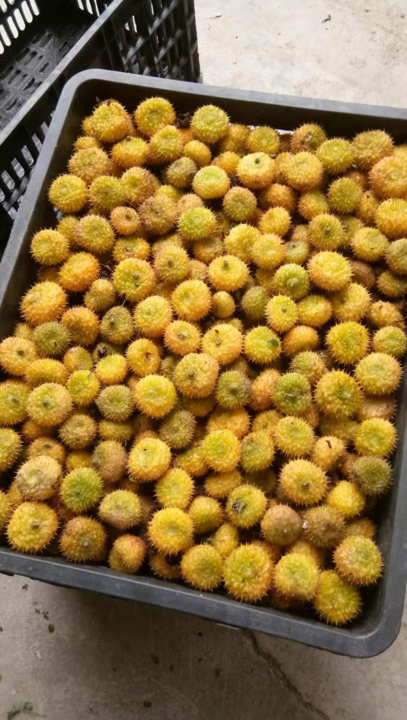 大量出售良种刺梨