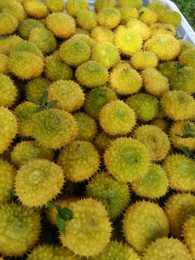大量出售良种刺梨