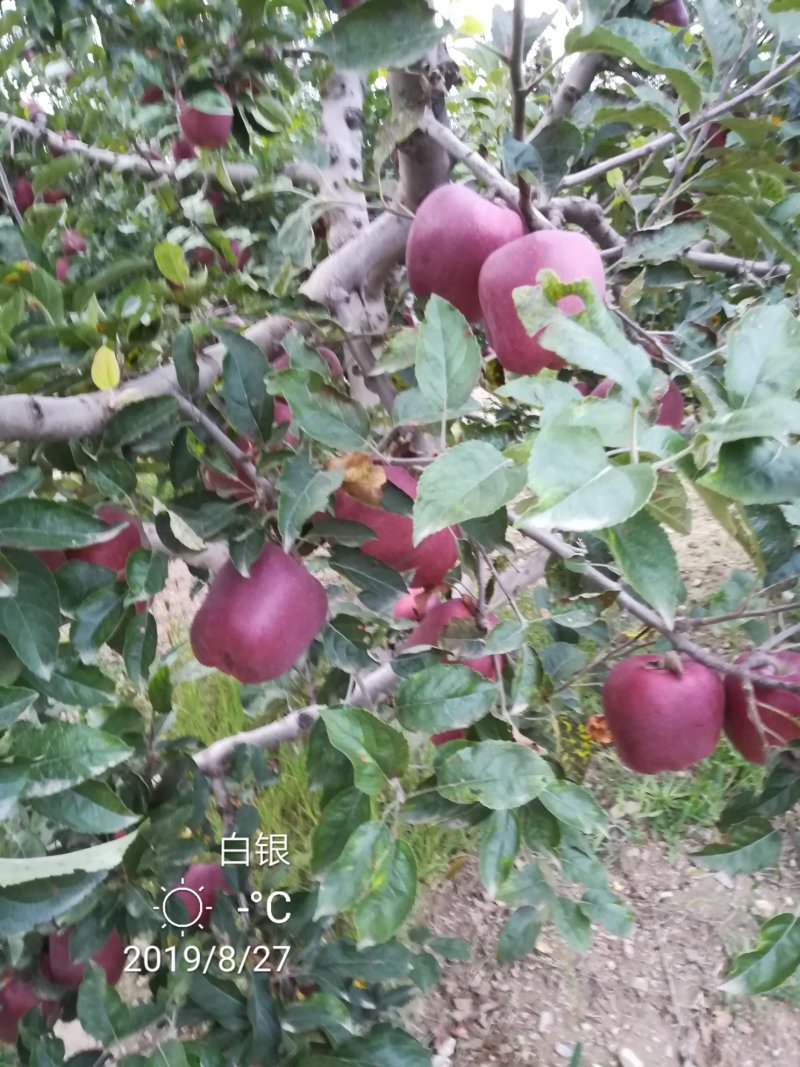 花牛苹果，糖心富士，产地直销。