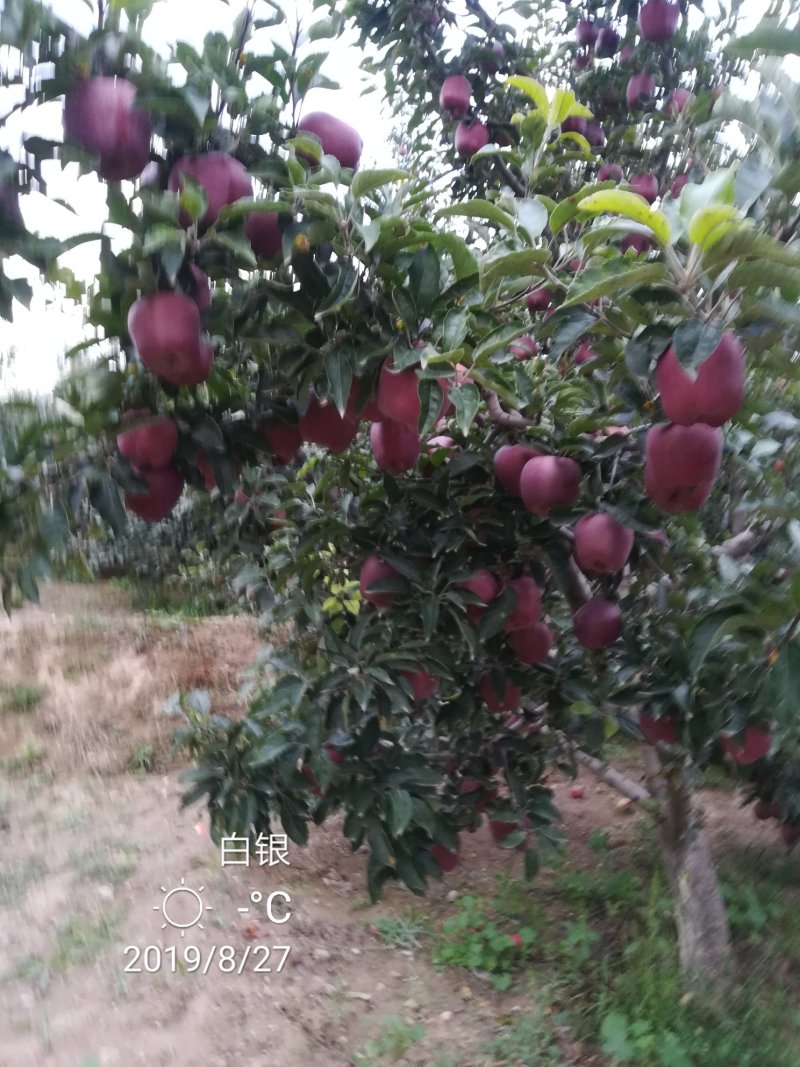 花牛苹果，糖心富士，产地直销。