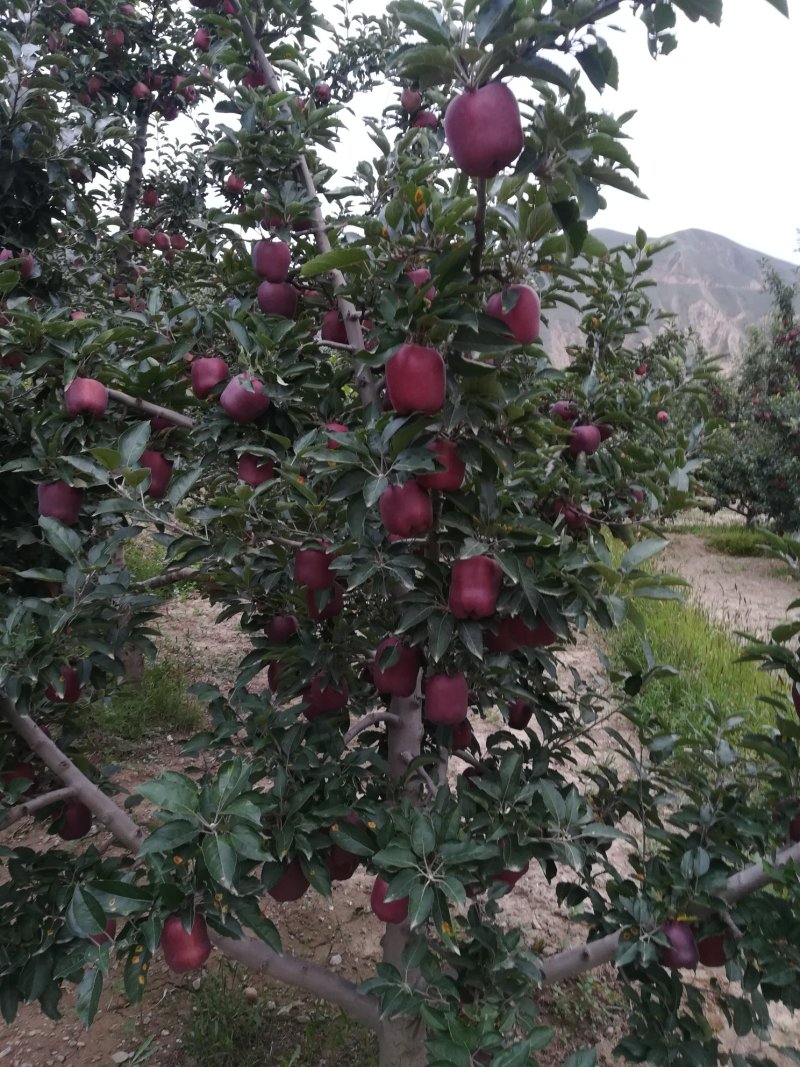 花牛苹果，糖心富士，产地直销。