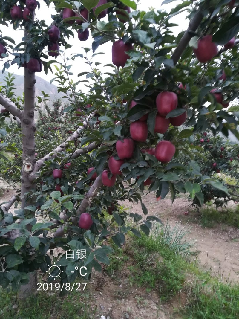 花牛苹果，糖心富士，产地直销。