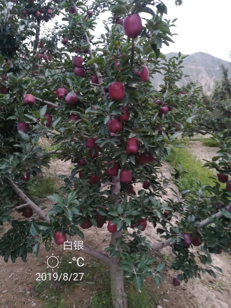 花牛苹果，糖心富士，产地直销。