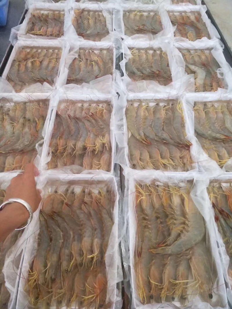 大明虾